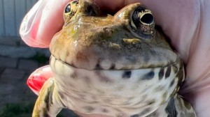 Create meme: frog wah, the bull frog, frog
