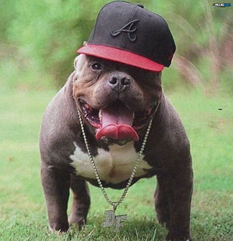 Create meme: bully is a breed of dog, bully breed, funny pit bull