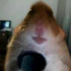 Create meme: hamster webcam meme, meme hamster, selfie hamster meme