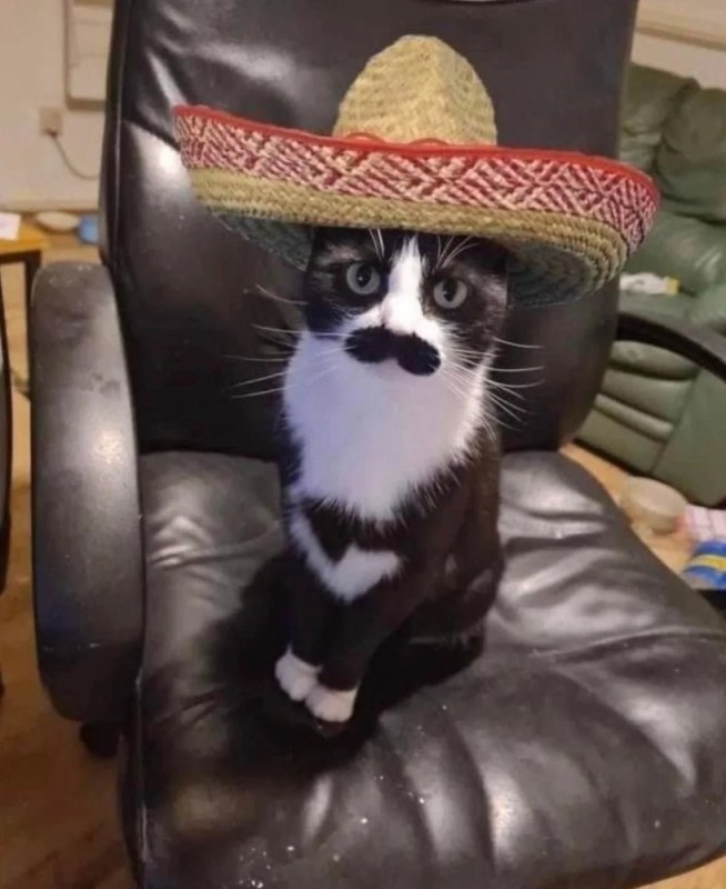 Create meme: Buenos dias pedrilas cat, The cat in the Mexican hat, The Mexican cat