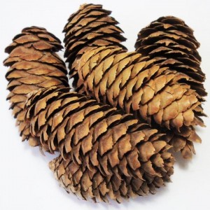 Create meme: natural material, spruce, larch cones drying