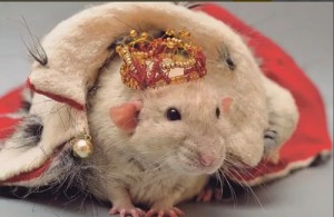 Create meme: rats, rat, Siamese rat