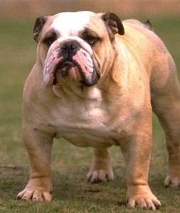 Create meme: English bulldog , English bulldog adult, bulldog dog