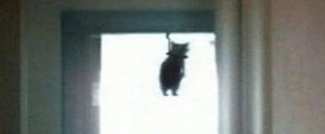 Create meme: hanged meme, Blurred image, sad cat who hanged himself