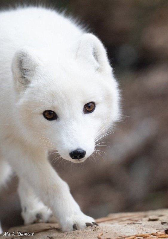 Create meme: polar fox arctic fox, arctic fox polar fox, Fox 