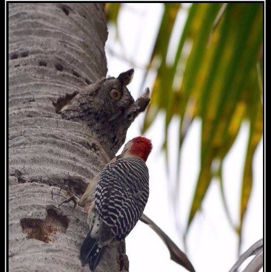 Create meme: bird , bird woodpecker, friends 