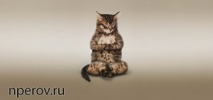 Create meme: yoga cats, seals, cat