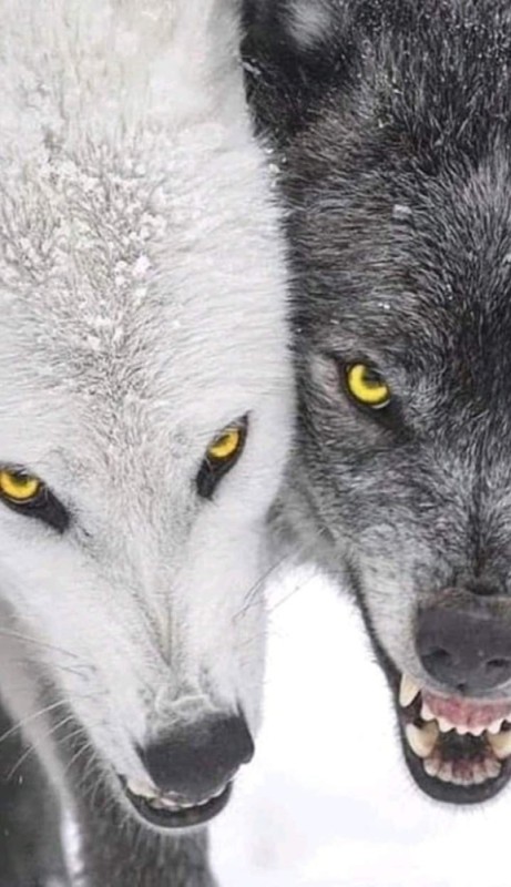 Create meme: two wolves, two wolves, the blue - eyed wolf