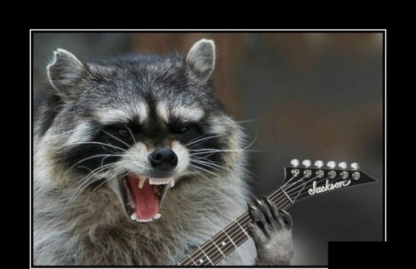 Create meme: raccoons , raccoon gargle , evil raccoon a gargle