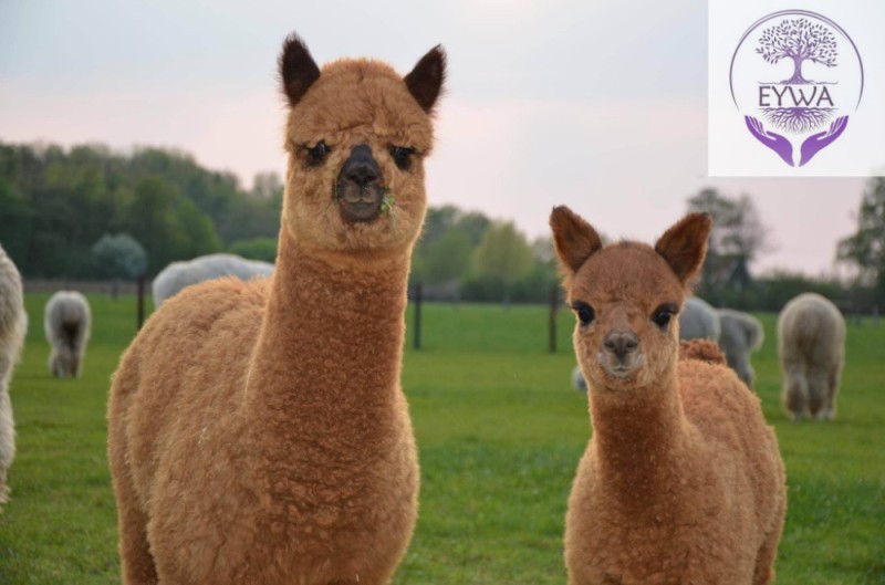 Create meme: llamas and alpacas, baby alpaca, alpaca