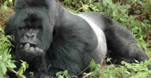 Create meme: mountain gorilla, gorilla