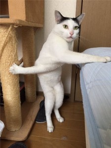 Create meme: cat back, cats, funny cats