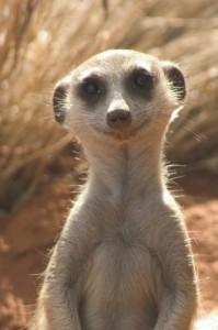 Create meme: meme gopher, meerkat, meerkat