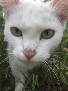 Create meme: Turkish Angora cat, cats, kitty