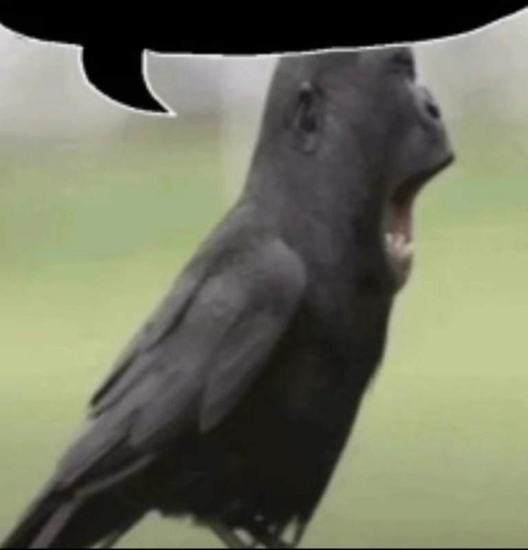 Create meme: animals birds, jackdaw bird, funny animals 