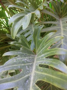 Create meme: a photo of philodendron selloum, philodendron xanadu leaf, philodendron xanadu