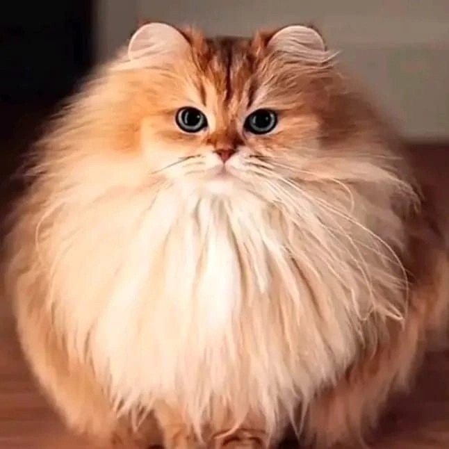 Create meme: fluffy cat breed, Persian cat , the most beautiful cat breeds