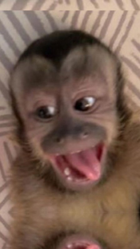 Create meme: The little capuchin monkey, funny monkeys, beautiful monkey