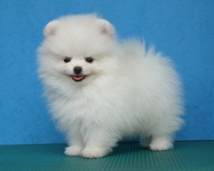 Create meme: dog, white puppy, Pomeranian puppies