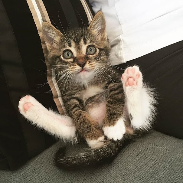 Create meme: cute cat with paws, cat with the lifted paw, cat 