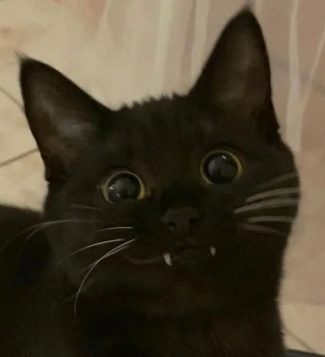 Create meme: Black cat, cat , Black cat