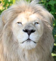 Create meme: animals lion, a lion face, lion 