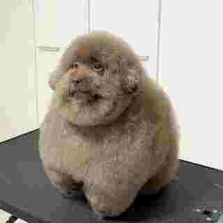 Create meme: The lop-eared poodle, the poodle is cute, poodle dog