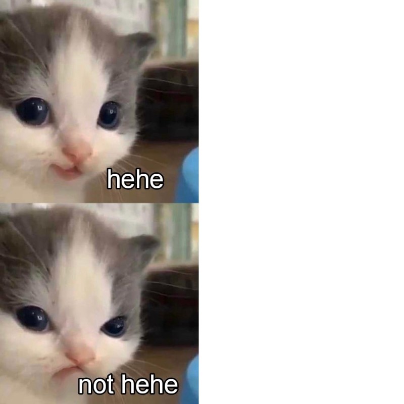 Create meme: meme cat , cute cats , memes cat
