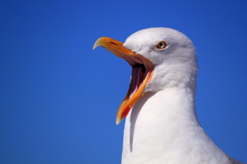 Create meme: screaming Seagull, the gull's beak, the screaming seagull