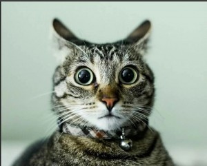 Create meme: surprised cat, the surprised cat, cat