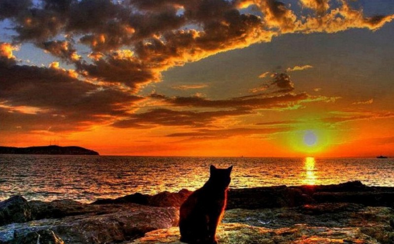Create meme: the cat at sunset, Cat at sunset sea, sunset sunrise