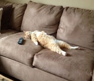 Create meme: cat on the couch, the cat is lying on the sofa, cats on the couch