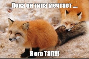 Create meme: Fox, lol, lovely chanterelles
