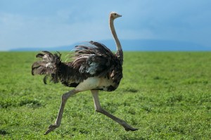 Create meme: the world, bird, bird ostrich