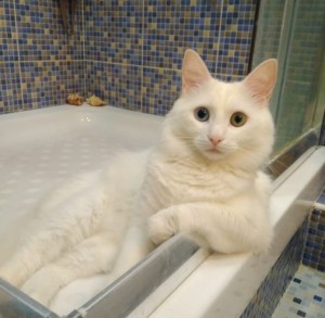 Create meme: white cat with heterochromia, young cat, my cat