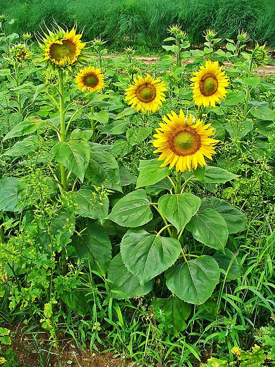 Создать мем: гелиантус однолетний, подсолнух, helianthus annuus