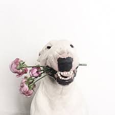 Создать мем: бультерьер с цветами, собака улыбака бультерьер, бультерьер собака