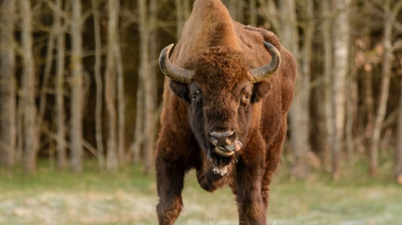 Create meme: bison, European bison, bison of Belovezhskaya Pushcha