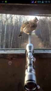 Create meme: grouse, a real hunter, hunting