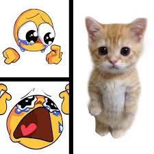 Create meme: cat, cute cats, cat