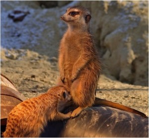 Create meme: meerkats family, Meerkats, meerkat demotivator