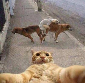 Create meme: cat selfie meme, cat funny, funny pictures