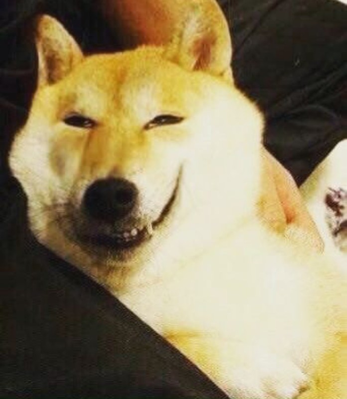 Создать мем: собака doge, сиба ину собака, shiba inu