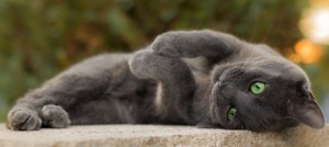 Create meme: Kote, grey cat, the Chartreux cat