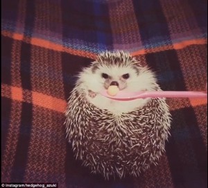 Create meme: food gif, animals, ice the hedgehog