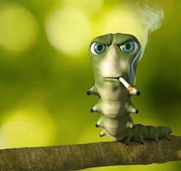 Create meme: funny caterpillar, caterpillar meme, the smoking caterpillar