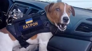 Создать мем: счастливая собака, собака водит автомобиль, джек рассел в машине