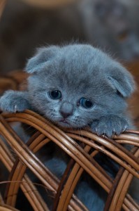 Create meme: Scottish fold, lop-eared kitten