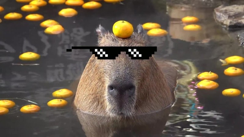 Create meme: capybara with tangerine, rodent capybara, a pet capybara