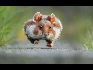 Create meme: hamster common, wild hamster, hamster